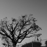 散歩8