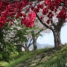 花桃