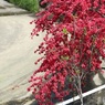花桃　2