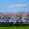 Row of cherry blossom trees