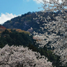 里山の桜