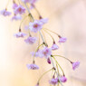 桜の花に思いを寄せて