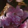 晩春　八重桜