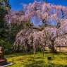しだれ桜と仏様