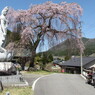 花見ツーリングの思い出画像 長野