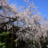 浦和 玉蔵院の桜 0１