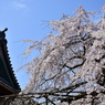 浦和 玉蔵院の桜 04