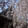 浦和 玉蔵院の桜 05