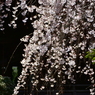 浦和 玉蔵院の桜 06