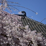 浦和 玉蔵院の桜 08