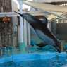 名古屋港水族館　海豚ジャンプ
