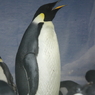 名古屋港水族館　皇帝ペンギン