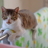 うちの猫