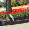 Woman taking a dog with tulips