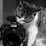 うちの猫