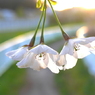 写真掌編：にほひをこせよ35：未来へ