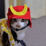 うちの猫