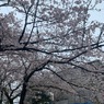 岡正人の雪とさくら