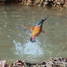 カワセミ、飛び出し