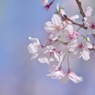 桜にバイバイ