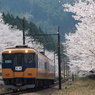 大井川鉄道　桜並木街道