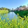 岡正人と皇居のお堀近くの菜の花と桜