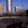 2020花見