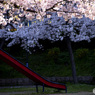 2020花見