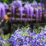 fuji3