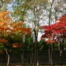 紅葉 003