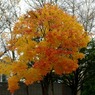 紅葉 006