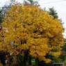 紅葉 008