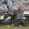 写真句：山桜と紳士と犬
