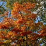 紅葉 009