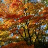 紅葉 010