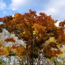 紅葉 011