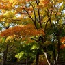 紅葉 013