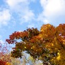 紅葉 015