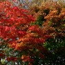 紅葉 016