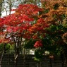紅葉 017