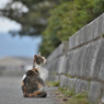 野良猫