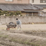 たくさんのわかめ