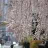 いきなり桜