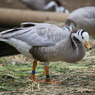 ヒマラヤ越えの鳥：インドガン