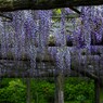 fuji6