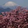 松田山からの河津桜と富士山！