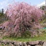 咲く