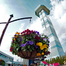 Hanging basket