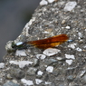 カワトンボ　西油山