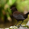 カワガラス　1797　親鳥　何咥えてるの？